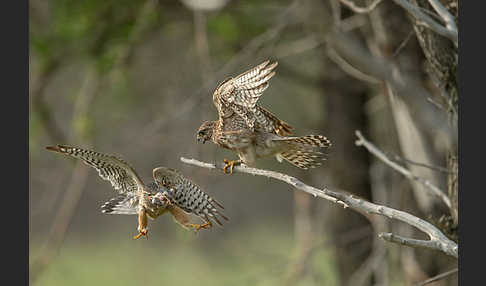 Merlin (Falco columbarius)