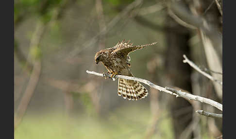 Merlin (Falco columbarius)