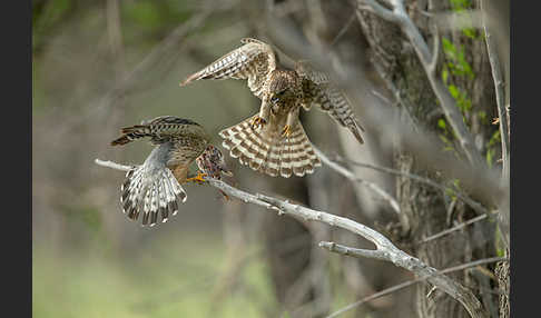 Merlin (Falco columbarius)