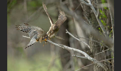 Merlin (Falco columbarius)