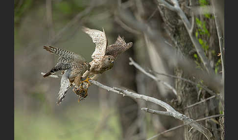 Merlin (Falco columbarius)