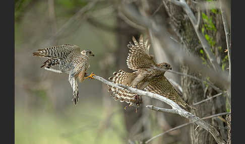 Merlin (Falco columbarius)