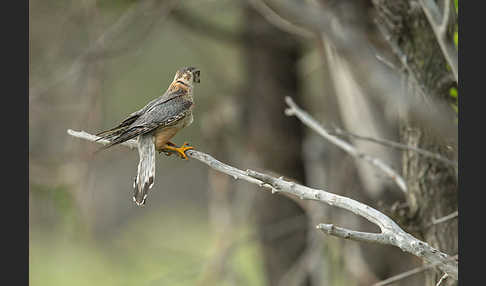 Merlin (Falco columbarius)