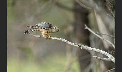 Merlin (Falco columbarius)