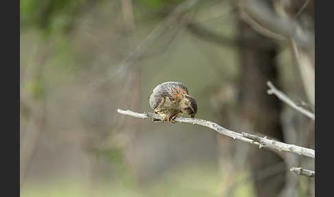 Merlin (Falco columbarius)