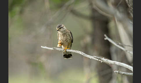 Merlin (Falco columbarius)