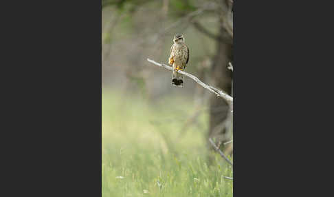 Merlin (Falco columbarius)