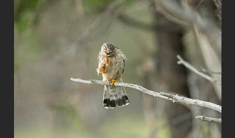 Merlin (Falco columbarius)