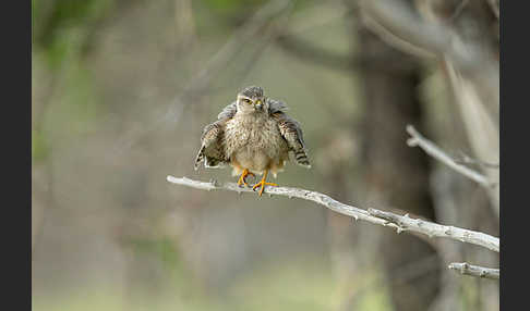 Merlin (Falco columbarius)