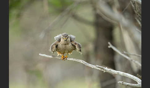 Merlin (Falco columbarius)