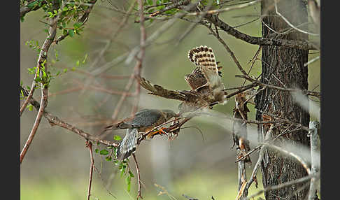 Merlin (Falco columbarius)