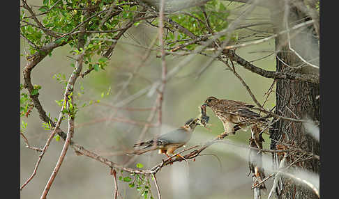 Merlin (Falco columbarius)