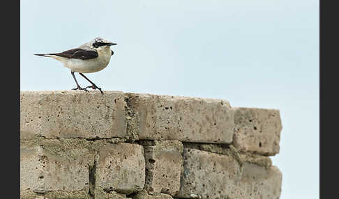 Steinschmätzer (Oenanthe oenanthe)