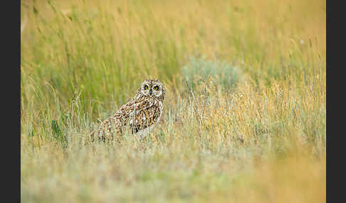 Sumpfohreule (Asio flammeus)