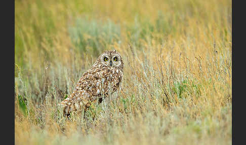 Sumpfohreule (Asio flammeus)