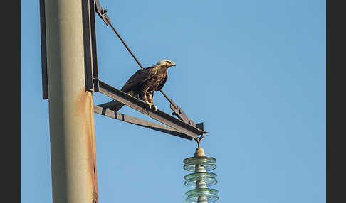 Kaiseradler (Aquila heliaca)