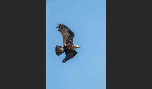 Kaiseradler (Aquila heliaca)