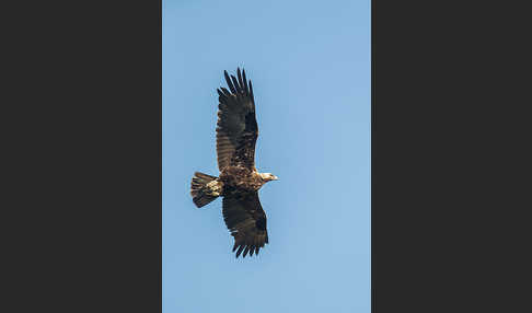 Kaiseradler (Aquila heliaca)