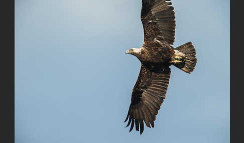 Kaiseradler (Aquila heliaca)