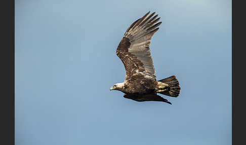 Kaiseradler (Aquila heliaca)