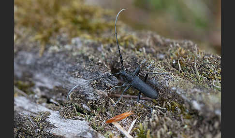 Buchenbock (Cerambyx scopolii)