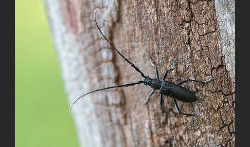 Buchenbock (Cerambyx scopolii)
