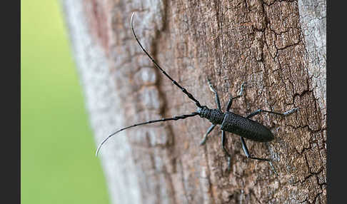 Buchenbock (Cerambyx scopolii)