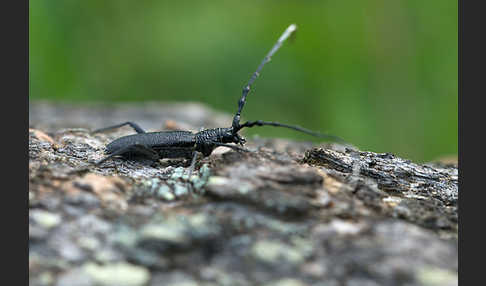 Buchenbock (Cerambyx scopolii)