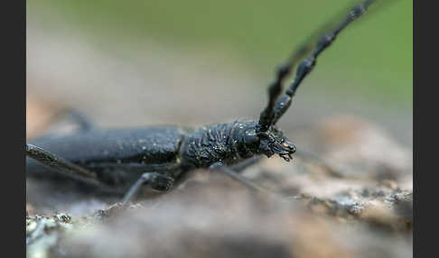 Buchenbock (Cerambyx scopolii)