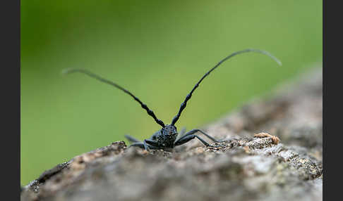 Buchenbock (Cerambyx scopolii)