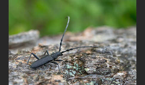 Buchenbock (Cerambyx scopolii)