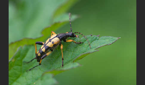 Gefleckter Schmalbock (Leptura maculata)