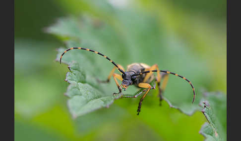 Gefleckter Schmalbock (Leptura maculata)