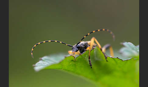 Gefleckter Schmalbock (Leptura maculata)