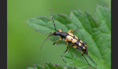 Gefleckter Schmalbock (Leptura maculata)