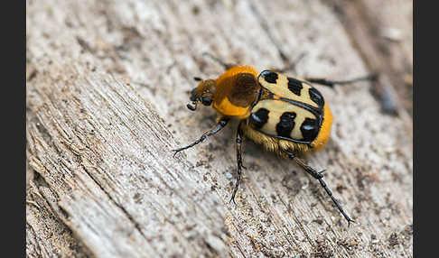 Glattschieniger Pinselkäfer (Trichius gallicus)