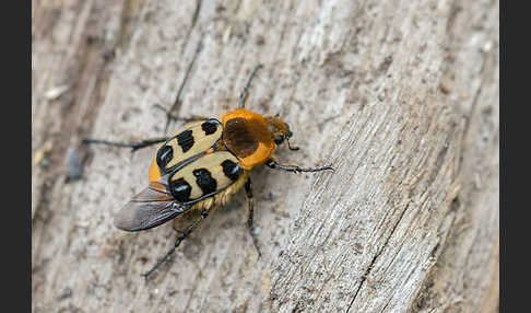 Glattschieniger Pinselkäfer (Trichius gallicus)