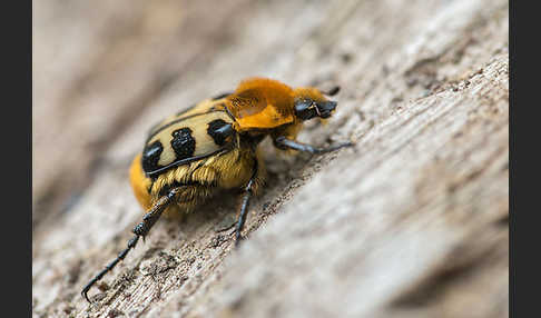 Glattschieniger Pinselkäfer (Trichius gallicus)