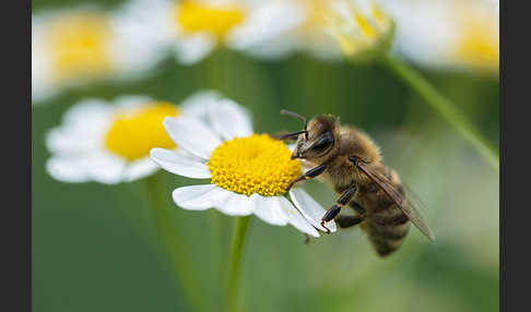 Westliche Honigbiene (Apis mellifera)