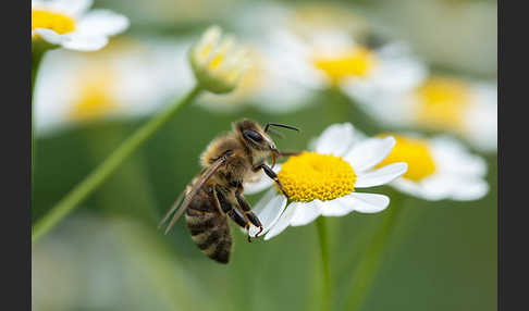 Westliche Honigbiene (Apis mellifera)