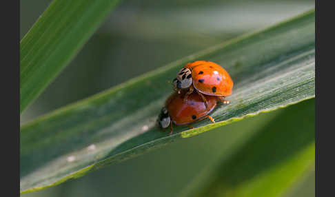 Asiatischer Marienkäfer (Harmonia axyridis)