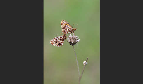 Hainveilchen-Perlmutterfalter (Boloria dia)