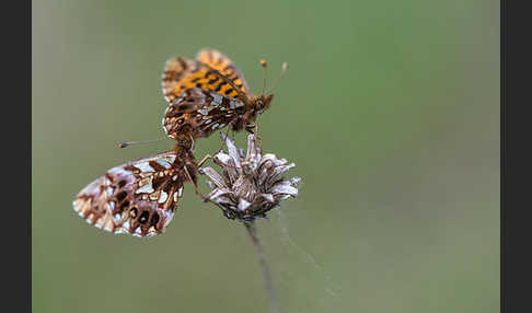 Hainveilchen-Perlmutterfalter (Boloria dia)