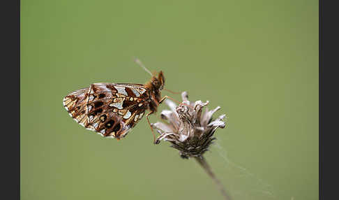 Hainveilchen-Perlmutterfalter (Boloria dia)