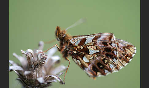 Hainveilchen-Perlmutterfalter (Boloria dia)