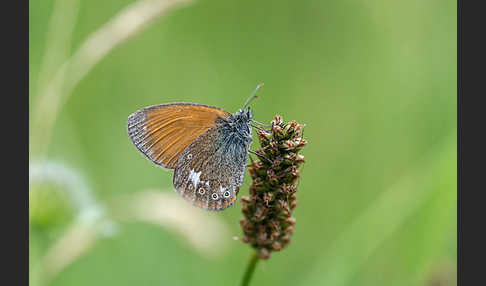 Rostbraunes Wiesenvögelchen (Coenonympha glycerion)