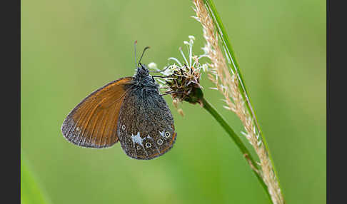 Rostbraunes Wiesenvögelchen (Coenonympha glycerion)