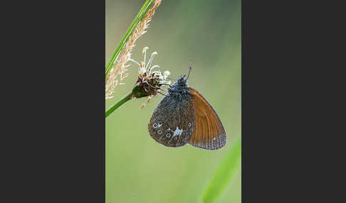 Rostbraunes Wiesenvögelchen (Coenonympha glycerion)