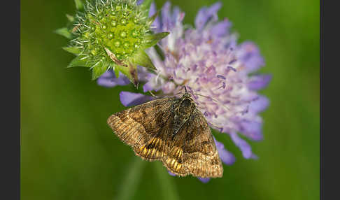 Braune Tageule (Euclidia glyphica)