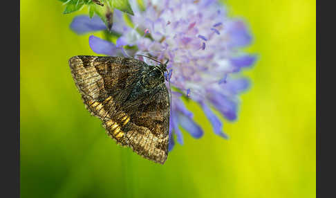 Braune Tageule (Euclidia glyphica)